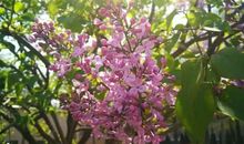 丁香花开的校园淘气包故事