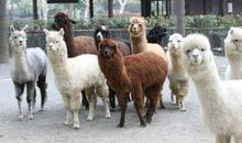 上海野生动物园一游