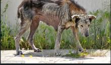 变形记作文变成流浪狗