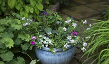 我家阳台上的凤仙花