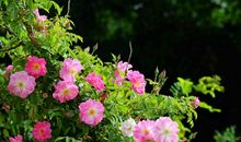 一架蔷薇满院香