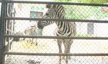 难忘的动物园之旅