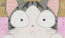 我和起司猫过一天