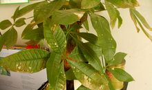 发财树伴我成长