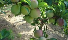 我爱家乡的果园