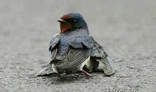 生命流泪的样子读后感