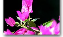 冬日里的一抹红