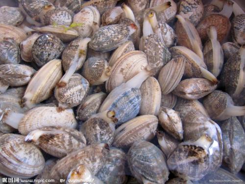 在海滩上捡海蛤