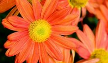 花中君子——菊