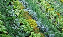 我爱我家乡的菜园