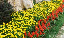 秋天的苍梧绿园