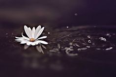 花的声音