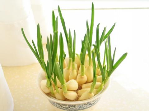 大蒜观察日记