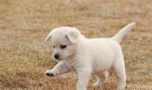 生活中不能没有宠物