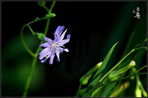 苦菜花