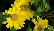 开在心中的一朵花