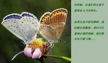蝴蝶给我的启示