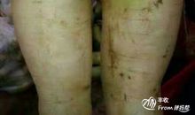 一个萝卜的自述