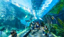 海洋馆半日游