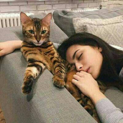 我想要一只猫