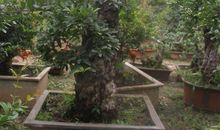 奶奶家的石榴树