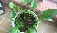 生命力顽强的绿萝