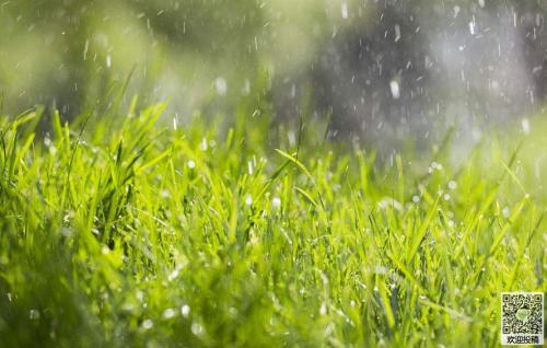 夏天下雨后