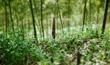 我爱故乡的竹林