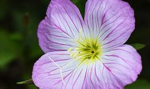 我是一朵美丽的花