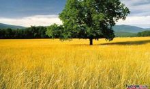 人要树一样活着