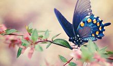 我多想变成蝴蝶