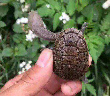 观察乌龟的发现