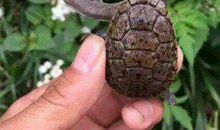 观察乌龟的发现