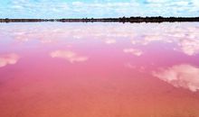 难忘那一片粉色