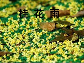 故乡难忘的桂花