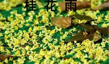 难忘故乡的桂花