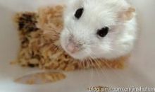 我渴望得到一只仓鼠