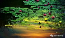 外婆立在荷塘侧