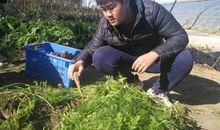 劳动是收获的前提