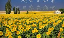 葵花，我想对你说