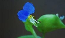 绽放出自己的光彩