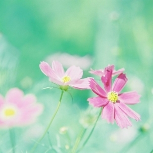 心中的花