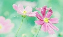 心灵深处的花儿