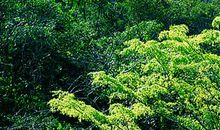 美丽的“绿野仙踪”