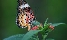 我是大自然中的蝴蝶