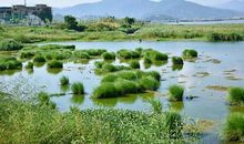 岸芷汀兰郁郁青青