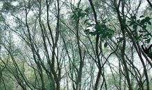 山有扶苏读后感