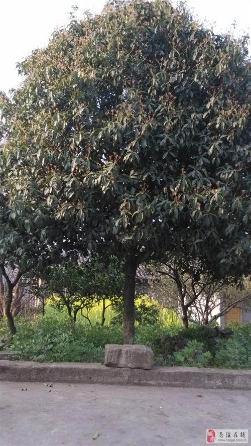 我家楼下的桂花树