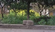 我家楼下的桂花树