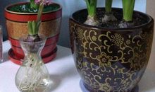 我们家里的植物